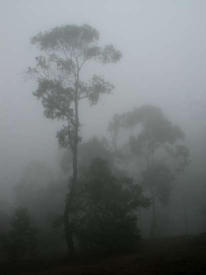india---ooty---boom-in-mist.jpg
